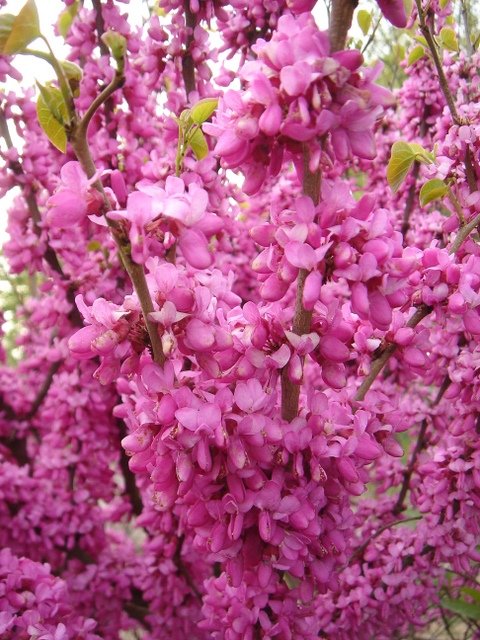 Cercis chinensis